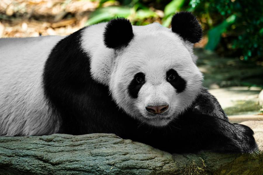 Ein Panda (Symbolbild: jonleong64)