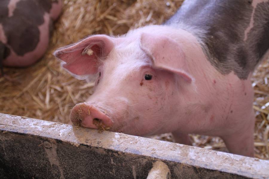 Schweine in einem Stall (Symbolbild: tomwieden)