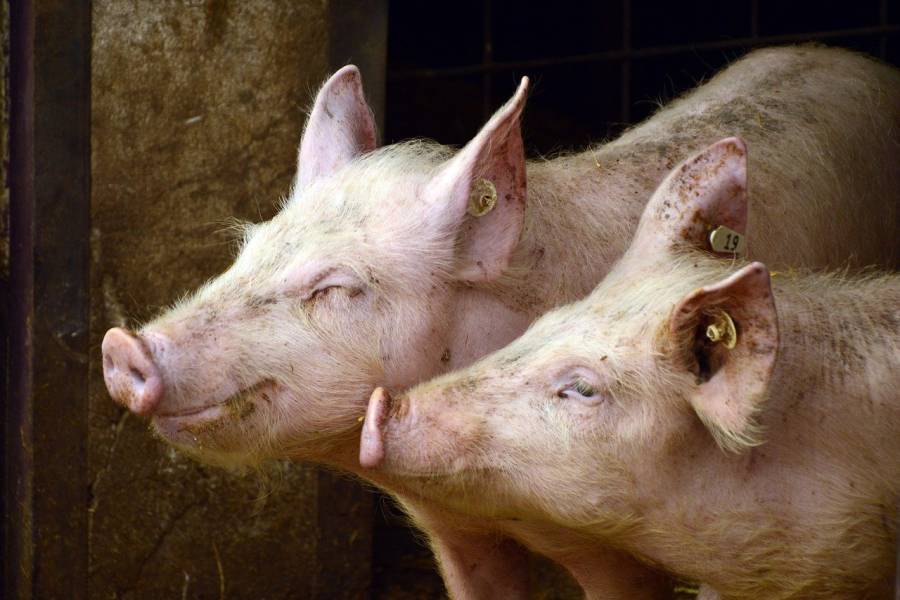 Nach dem Ausbruch der ASP müssen in dem betroffenen Betrieb ca. 4.000 Schweine gekeult werden (Symbolbild: Peggychoucair)