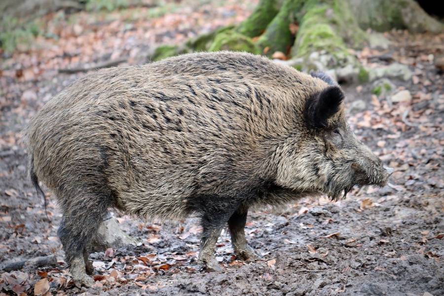 Ein Wildschwein (Symbolbild: Nennieinszweidrei)