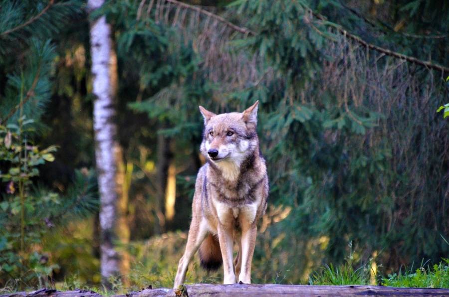 Ein Wolf (Symbolbild: olleaugust)