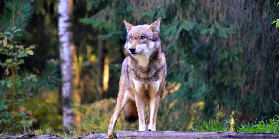 Ein Wolf (Symbolbild: Olle August)