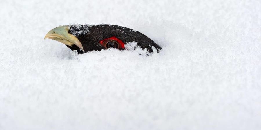 Zum Schutz vor Kälte und Fressfeinden graben sich Raufußhühner im Schnee ein. Hier schaut ein Auerhahn aus einer Schneehöhle. (Quelle: Jari Peltomaeki)