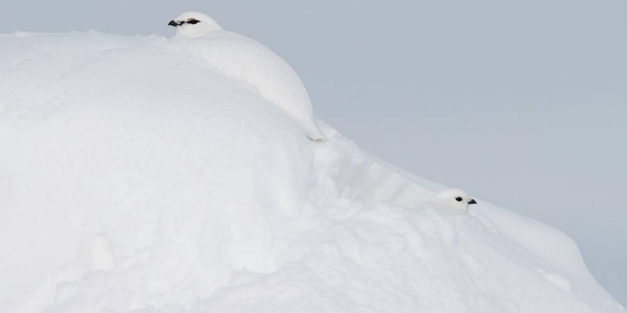 Das Alpenschneehuhn wechselt dreimal im Jahr sein Federkleid, so ist es immer bestens getarnt. Die Tiere bleiben auch von Bergsportlerinnen und Bergsportlern oft unbemerkt. (Quelle: Markus Varesvuo)