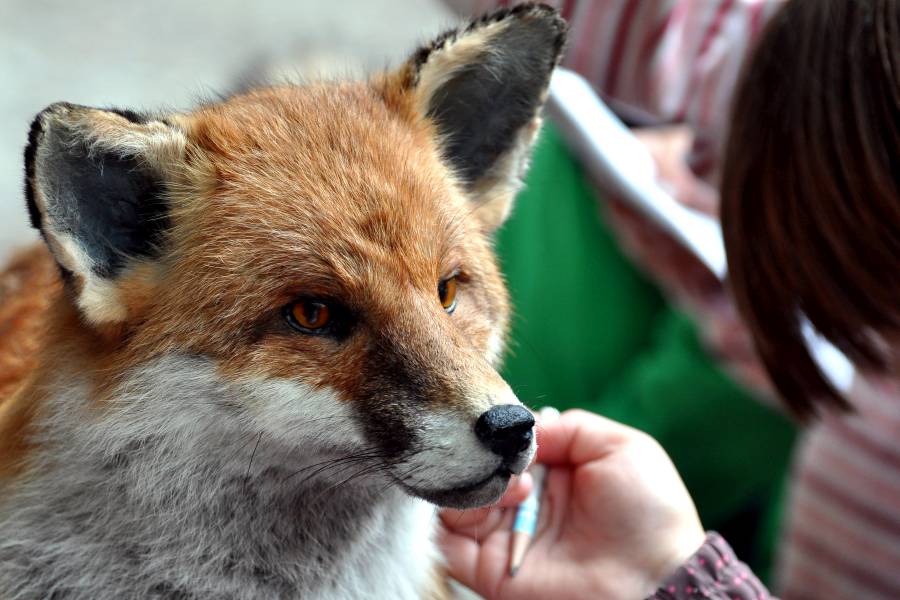 Wer die Natur versteht, hat ein besseres Verständnis für die Jagd. Lernort Natur trägt wesentlich dazu bei. Schulungen für Lernort-Natur-Aktive geben den Teilnehmern Sicherheit für ihre pädagogische Arbeit. Foto: LJV NRW / A. Kowalewski