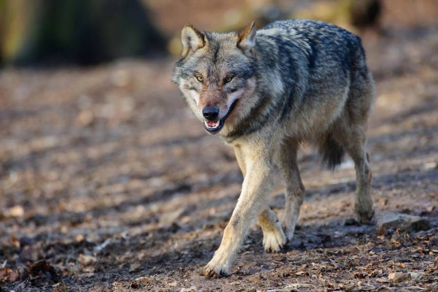 Die BfN-Wolfszahlen sind veraltet und geben kein realitätsgetreues Bild ab. (Quelle: Rolfes/DJV)