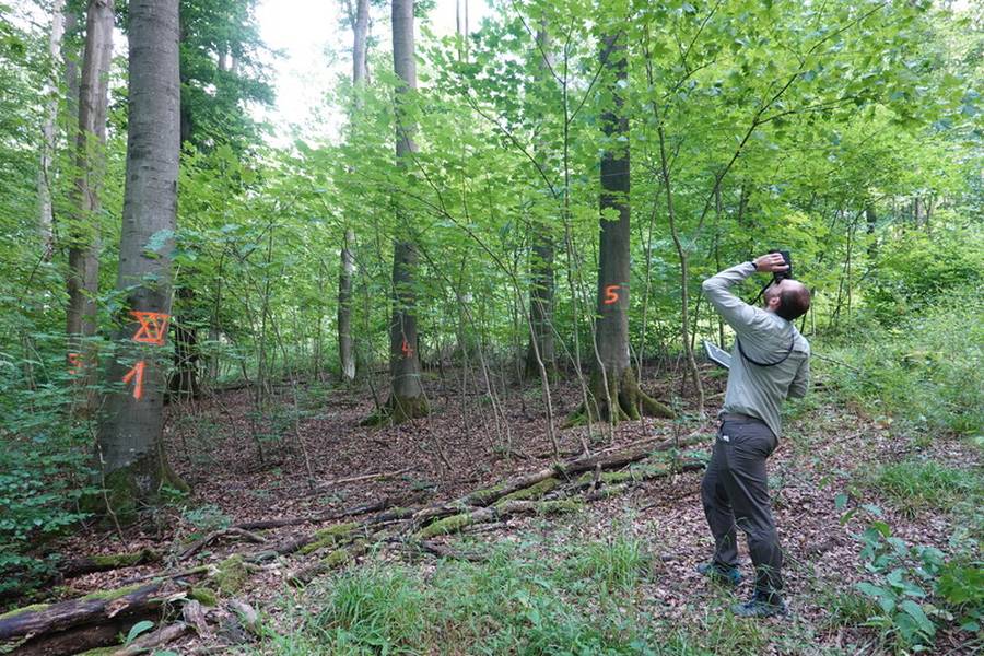 Bestandsaufnahme im Wald (Quelle: Wald und Holz NRW)