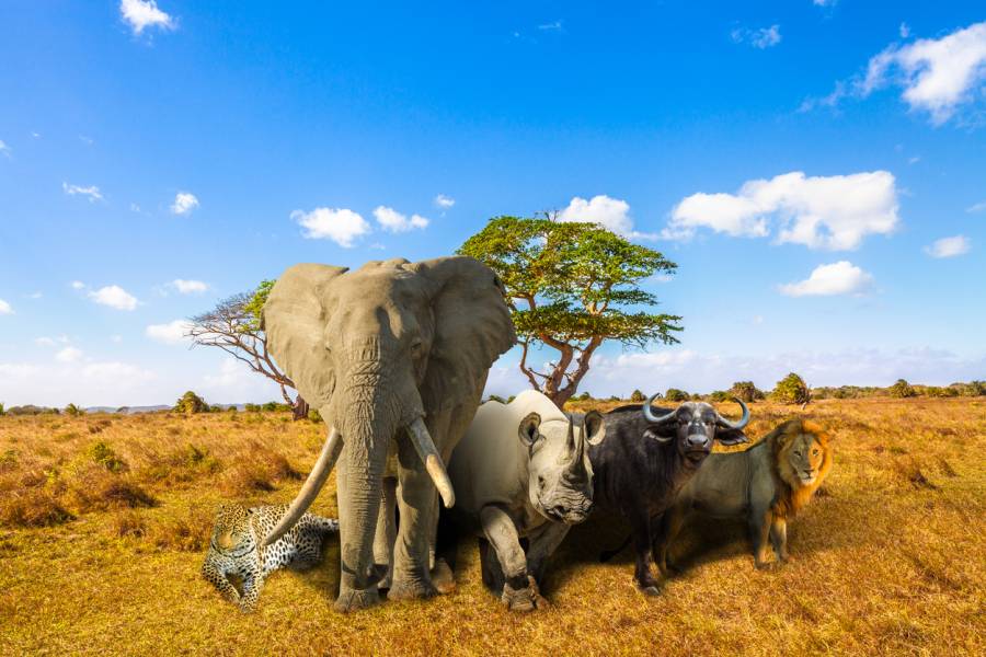 Die sog. „Big Five“ - Löwen, Leoparden, Nashörner, Elefanten und Büffel (Symbolbild: iStock/bennymarty)