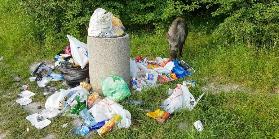 Ein Wildschwein durchwühlt Müll, der um eine Mülltonne herum verteilt liegt. (Symbolbild: iStock/Bogdan Khmelnytskyi)