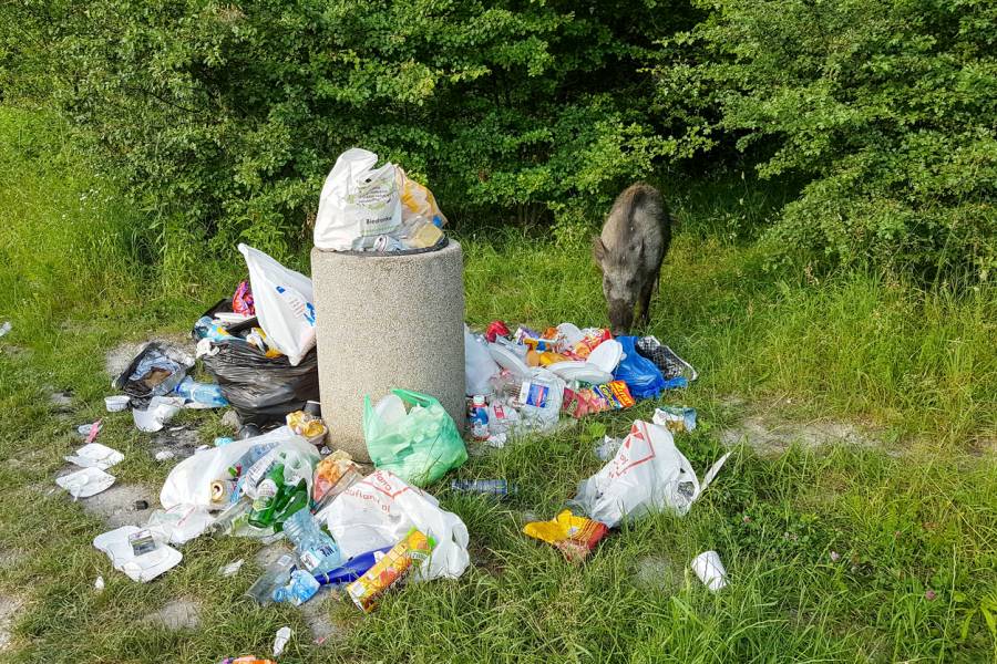 Ein Wildschwein durchwühlt Müll, der um eine Mülltonne herum verteilt liegt. (Symbolbild: iStock/Bogdan Khmelnytskyi)