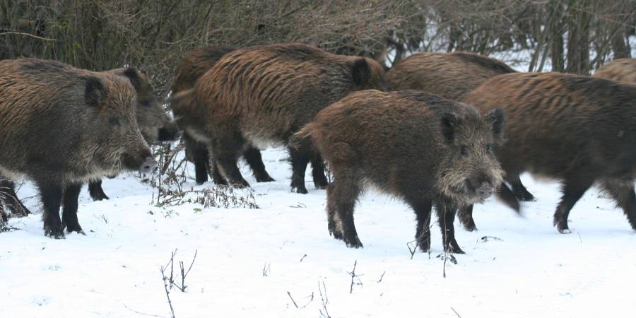 Eine Rotte Wildschweine im Schnee (Symbolbild: TinnitusSounds)