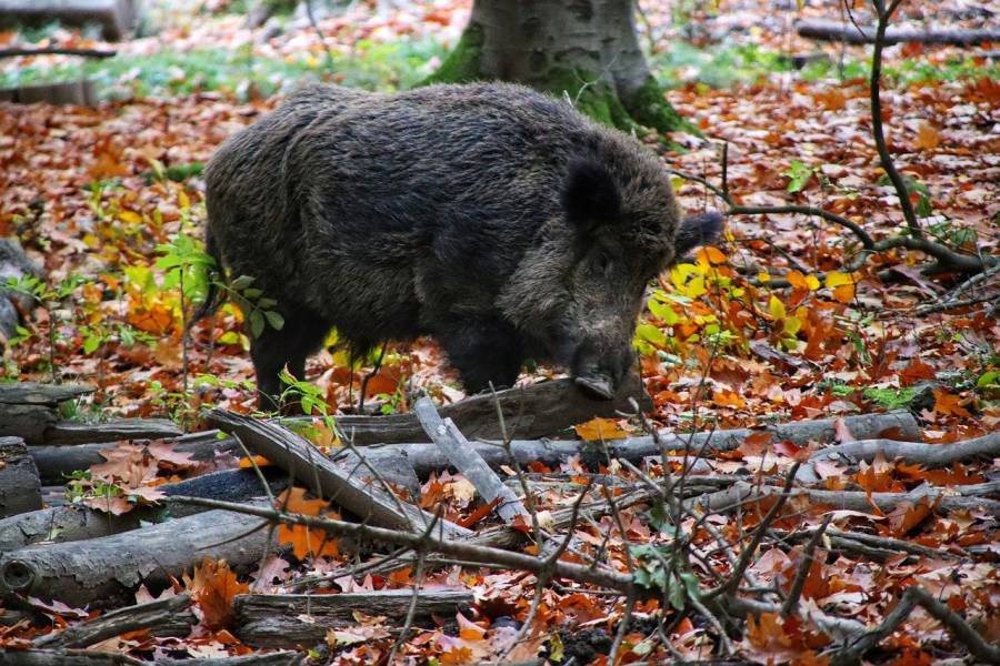 Wildschweinkeiler im Wald (Symbolbild: Tho-Ge)