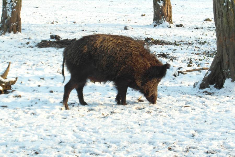 Wildschweinbache im Schnee (Symbolbild: steinchen)