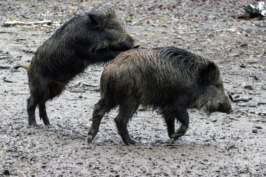 Zwei Wildschweine (Symbolbild: domeckopol)