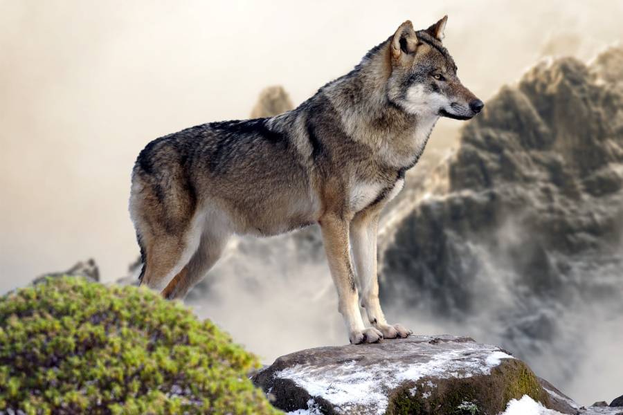 Wolf im felsigen Gelände (Symbolbild: rolyart)