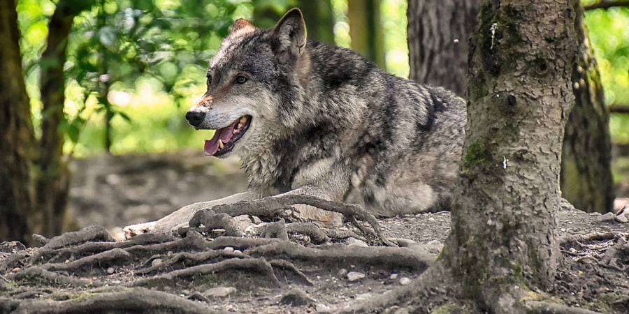 Ein liegender Wolf (Symbolbild: Alexas_Fotos)