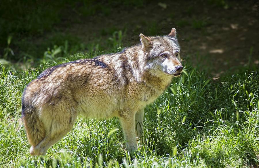 Ein Wolf (Symbolbild: FBenois39)