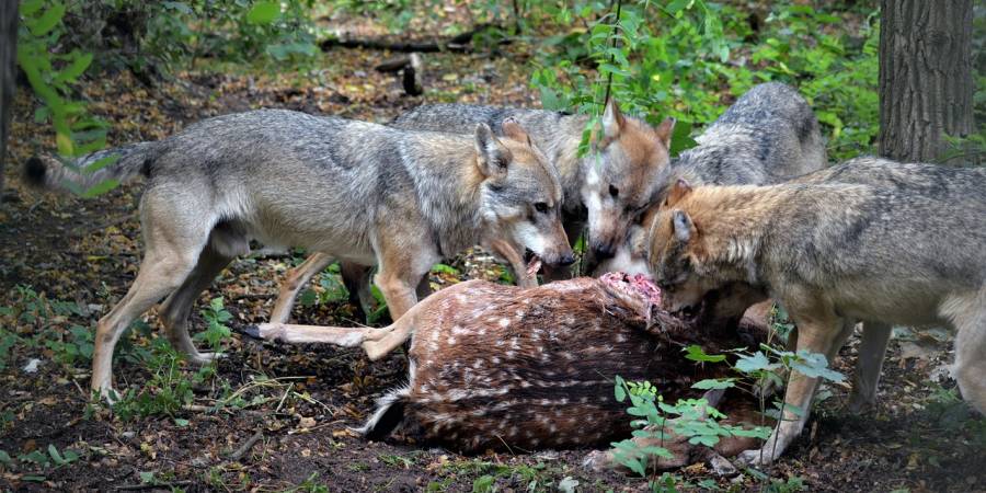 Fünf Wölfe fressen an einem Stück Damwild (Symbolbild: InsaPictures)