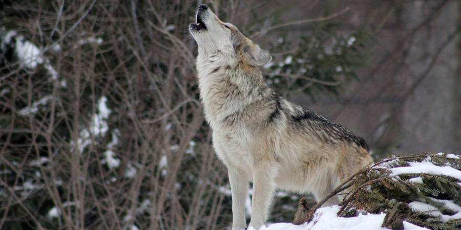 Ein heulender Wolf im Schnee (Symbolbild: colfwelly)