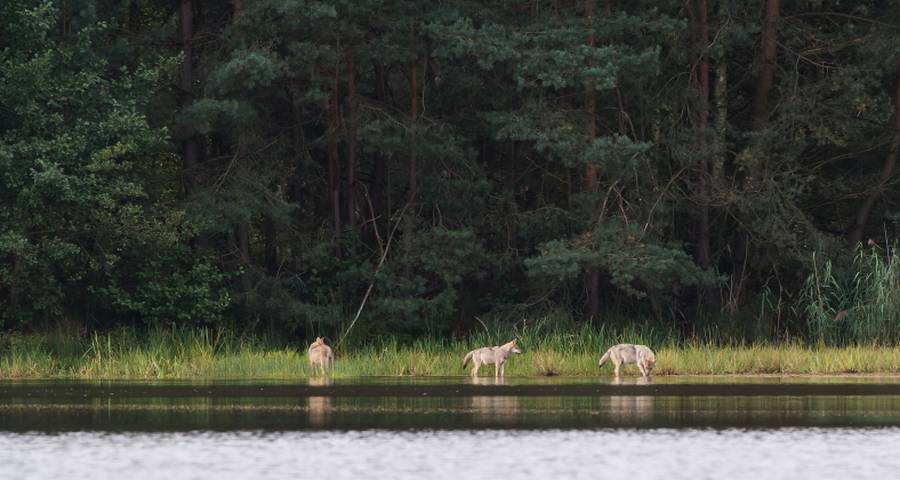 Drei junge Wölfe an einem Gewässer (© Heiko Anders)