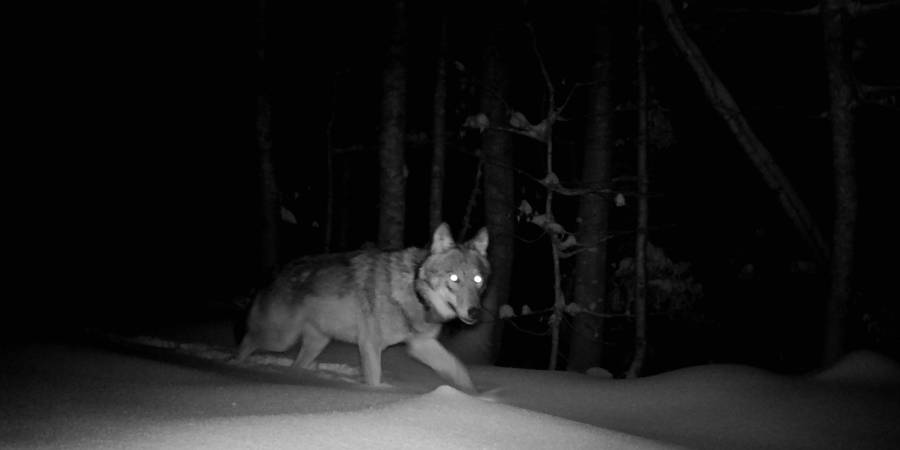 Die besenderte Jungwölfin konnte im Lusenbereich mit einer Fotofalle nachgewiesen werden. (Foto: NPV)