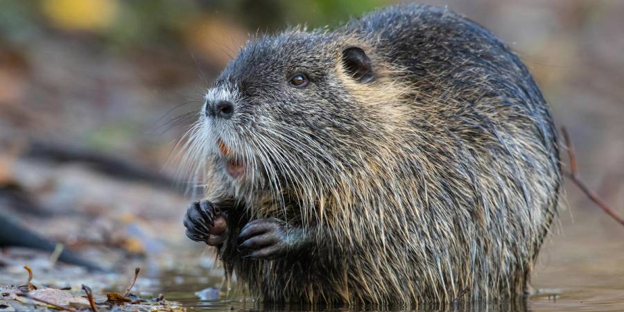 Die Nutria gehört zu den hundert weltweit besonders problematischen invasiven Arten. (Quelle: Rolfes/DJV)