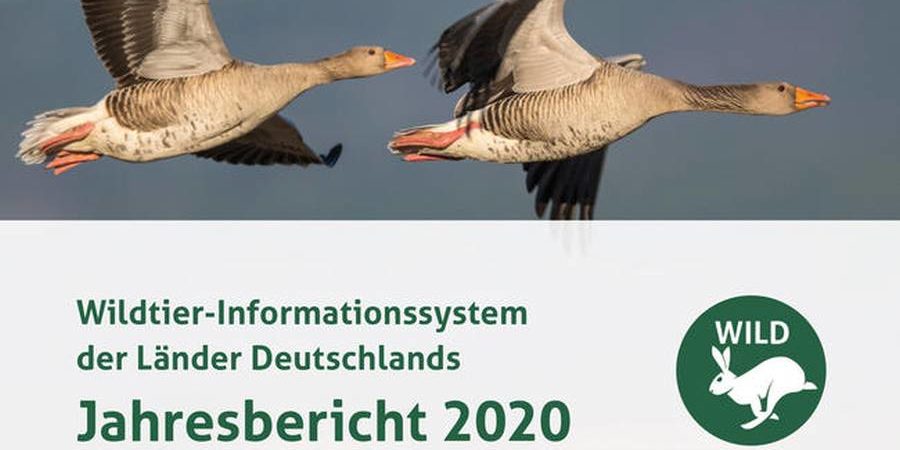 WILD-Bericht 2020: invasive Arten im Fokus. (Quelle: DJV)