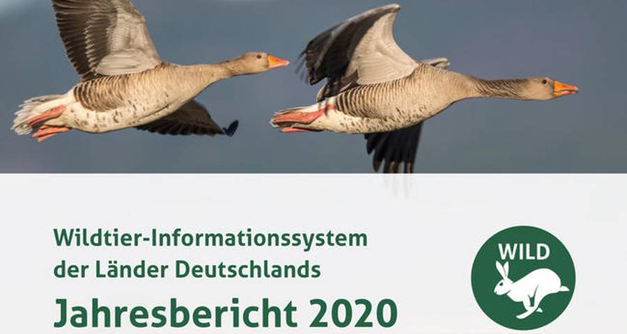 WILD-Bericht 2020: invasive Arten im Fokus. (Quelle: DJV)