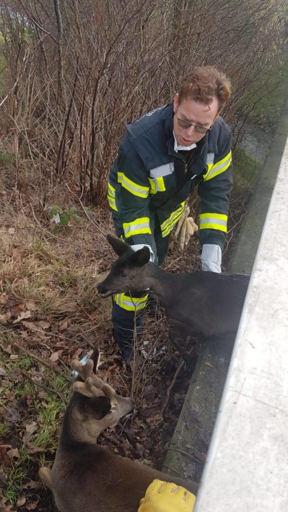 Weder vor noch zurück konnten sich die beiden Rehe bewegen. (Foto: Feuerwehr Gelsenkirchen)