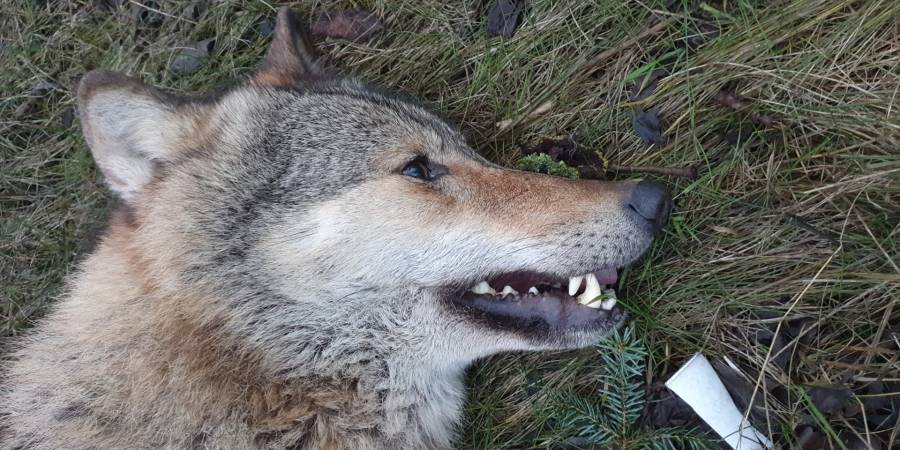 In Mitteleuropa fällt die Paarungszeit des Wolfes in den Spätwinter und das zeitige Frühjahr, ungefähr von Ende Januar bis Anfang März. Dies könnte ein möglicher Grund für die vermehrten Wildunfälle mit Wolfsbeteiligung der vergangenen Wochen sein. (Foto: Polizei Thüringen)