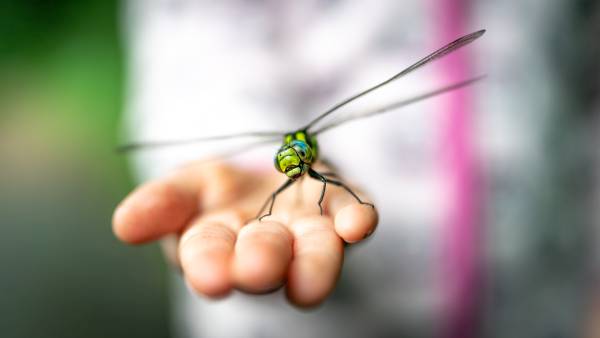 Mensch-Natur-Beziehungen können viele Formen annehmen. Hier: Eine in der Hand eines Kindes sitzende Libelle. (Foto: Thomas Müller/Senckenberg)