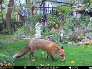 Ein Fuchs in einem Berliner Garten von einer Fotofalle aufgenommen (Foto: Leibniz-IZW)