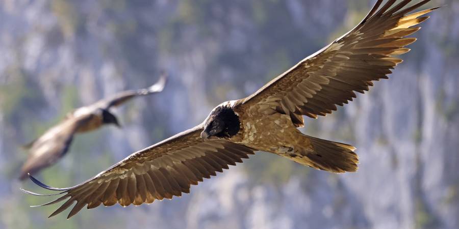 Bavaria im Flug, Wally hinten (Foto: Markus Leitner LBV)