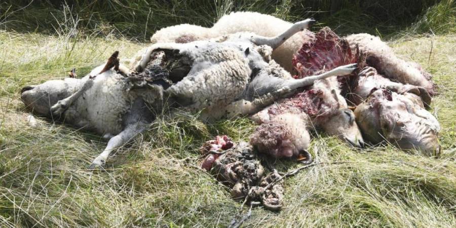 Übergriffe von Wölfen auf Weidetiere gehören in vielen Regionen Deutschlands längst schon zum Alltag. Das wollen die Weidetierhalter nicht länger hinnehmen (Foto: Förderverein der Deutschen Schafhaltung)