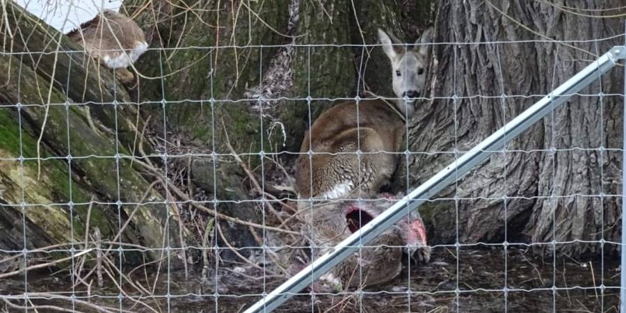 Tierleid an Schweinepest-Zäunen. Aufgrund der Hochwasserlage ertrinken zahlreiche Wildtiere. Landkreis und Ministerium müssen jetzt handeln! (Foto: Privat)