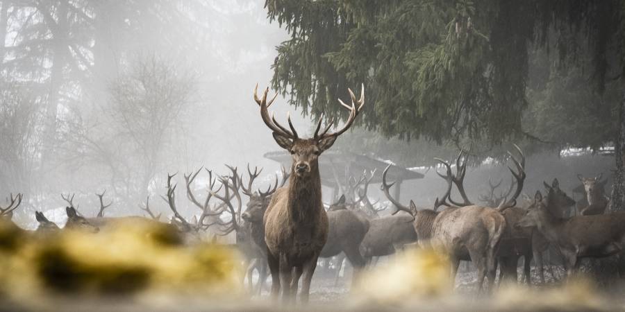 Artgerechte Winterfütterung vermeidet Tierleid und stärkt den Klimawald. (Foto:  BJV/ Isabel Koch)