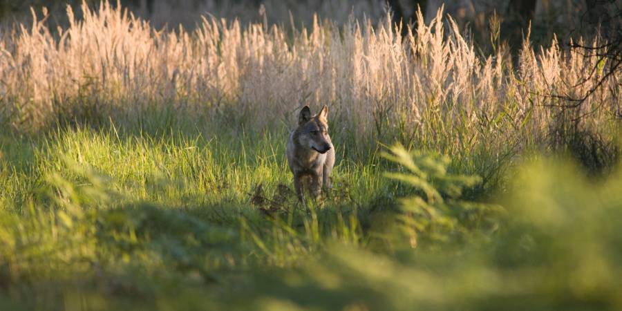 Die Naturentität „Wolf“ löst unterschiedliche Reaktionen in der Bevölkerung aus. (Foto: Jan Noack/Senckenberg)