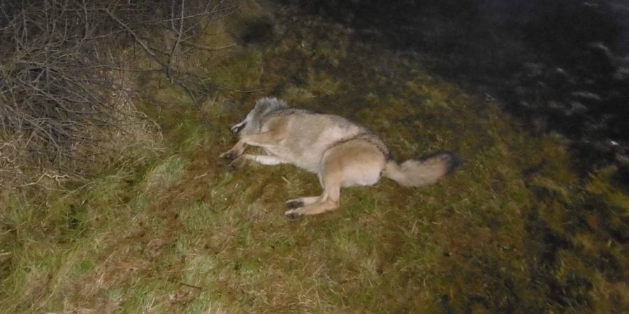 Der an der BAB 4 getötete vermeintliche Wolf. (Foto: Polizei)