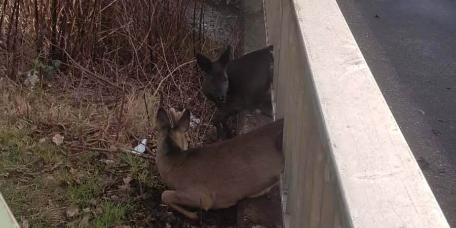 Nach ein paar Minuten waren die beiden Tiere aus der Zwangslage befreit. (Foto: Feuerwehr Gelsenkirchen)