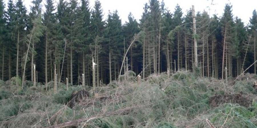 In wenigen Stunden hat der Sturm "Kyrill" in der Nacht vom 18. auf den 19. Januar 2007 ca. 25 Millionen Bäume, überwiegend Fichten, entwurzelt oder abgeknickt. Schadensschwerpunkt in NRW war die Region Südwestfalen (Foto: Wald und Holz NRW, Jan Preller)