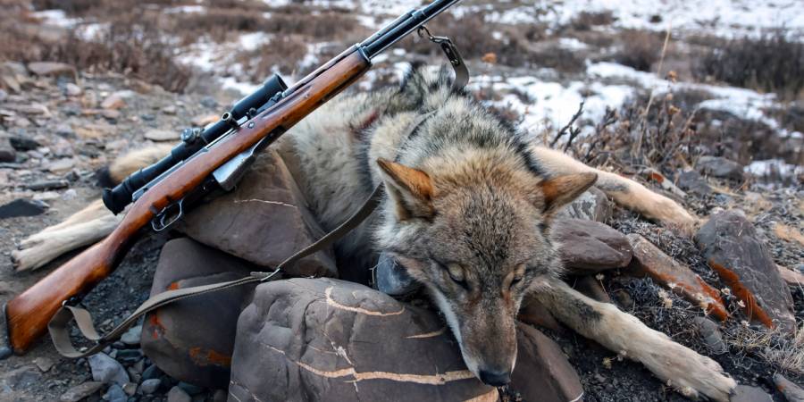 Ein geschossener Wolf (Quelle: iStock)