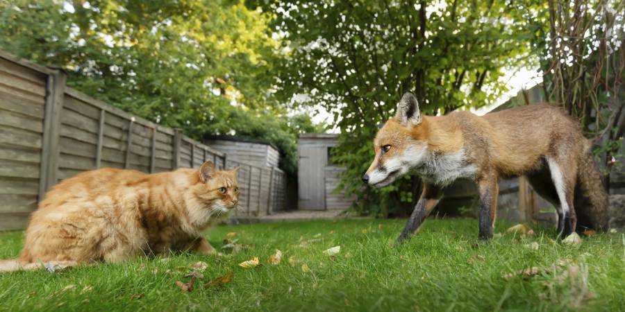 Nahaufnahme einer Katze und eines Rotfuchses im Garten (Symbolbild: iStock/Dgwildlife)
