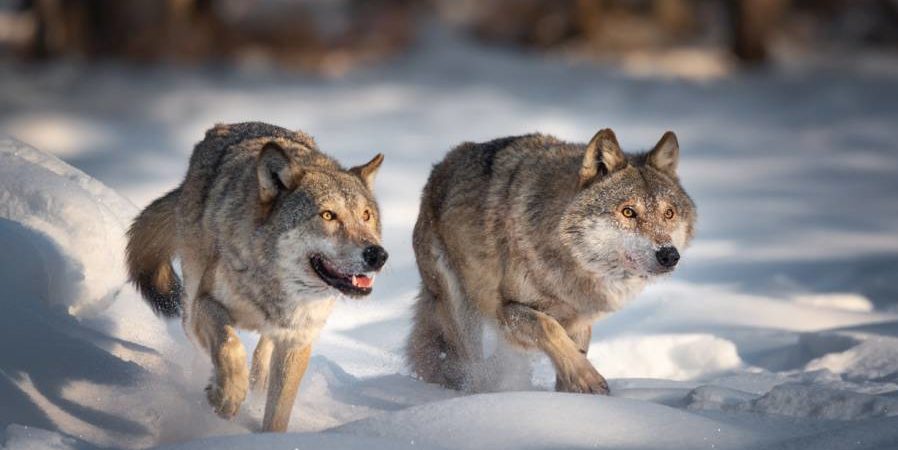 Zwei Wölfe im Schnee (Symbolbild: iStock/VladSokolovsky)