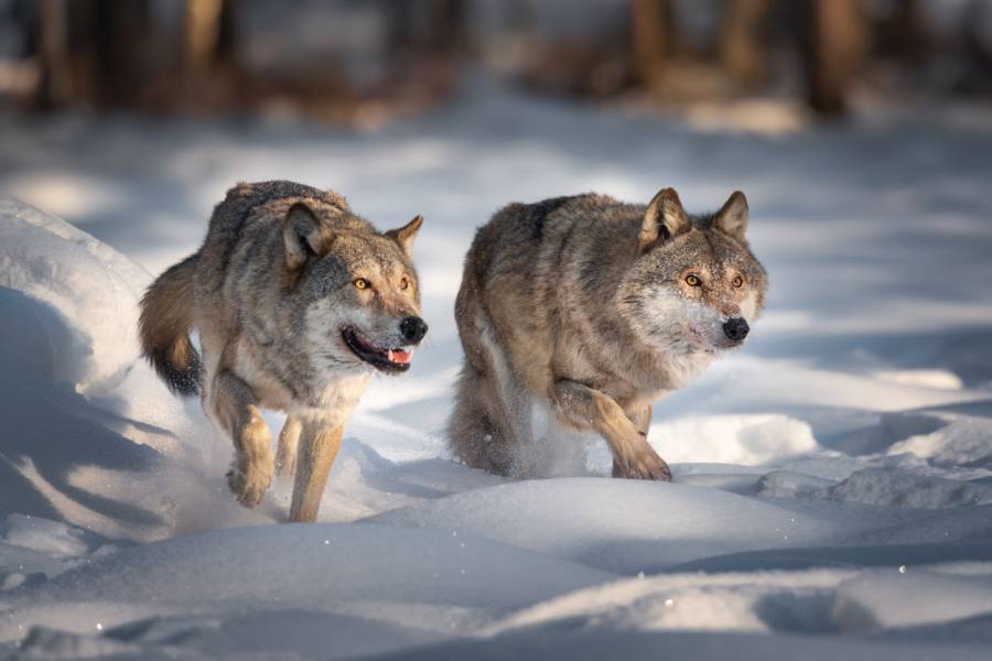 Zwei Wölfe im Schnee (Symbolbild: iStock/VladSokolovsky)