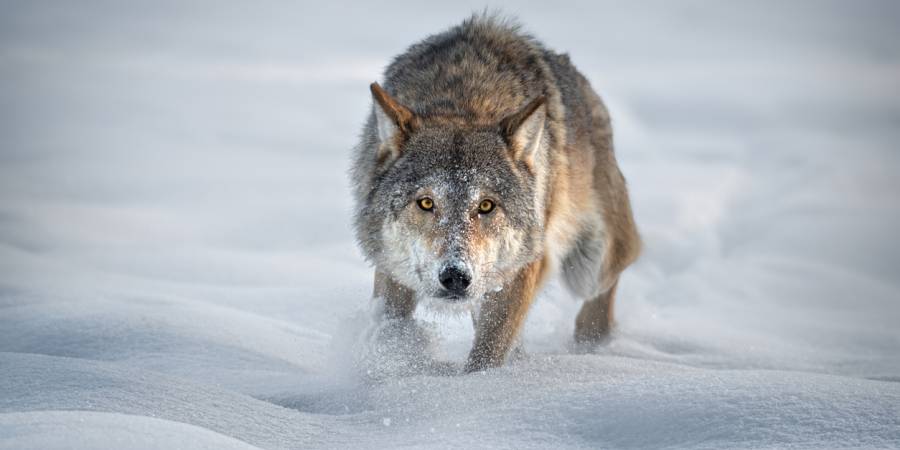 Wolf im Schnee (Symbolbild: iStock/VladSokolovsky)