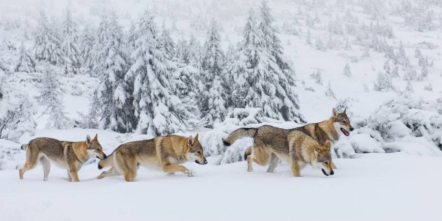 Vier Wölfe im Schnee (Symbolbild: Johny87)