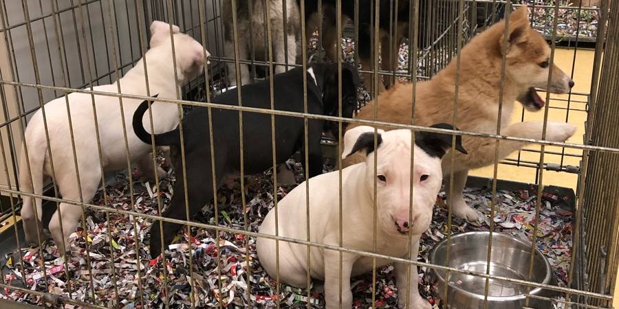 Einige der Welpen von dem illegalen Tiertransport, der auf dem Weg nach Belgien bei Eschweiler von der Autobahnpolizei Köln gestoppt wurde. (Foto: Polizei Köln)