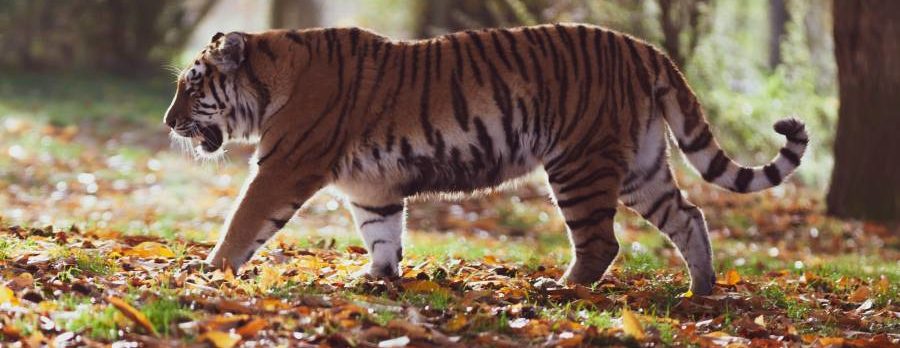 Raubtiere wie der Tiger (Panthera tigris) könnten aufgrund des Genverlustes Probleme mit Umweltgiften bekommen. (Foto: Pexels)