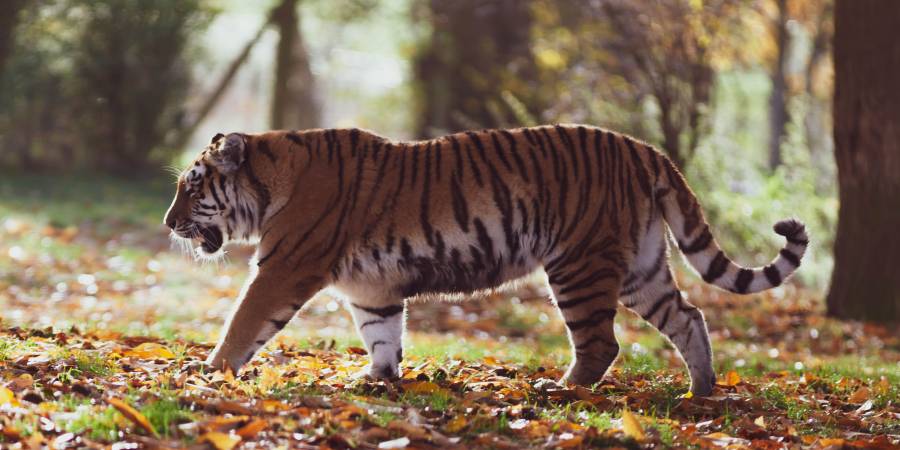 Raubtiere wie der Tiger (Panthera tigris) könnten aufgrund des Genverlustes Probleme mit Umweltgiften bekommen. (Foto: Pexels)