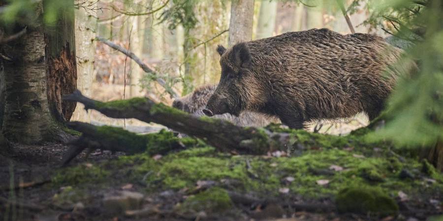 Zwei Wildschweine im Wald (Symbolbild: Paul Henri Degrande)